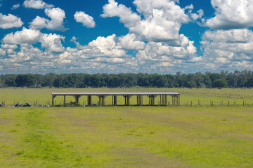 Milk cows grazing on Florida farm pasture. Feeding of cattle on farmland grassland