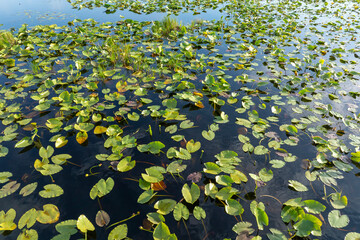 Tropical forest lake vegetation in southern swamp. Sunny landscape of Florida wetland flora