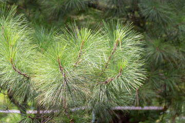Pinos