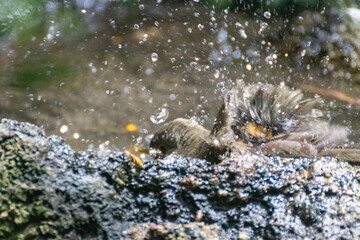 Chapoteo de agua hecho por un pájaro
