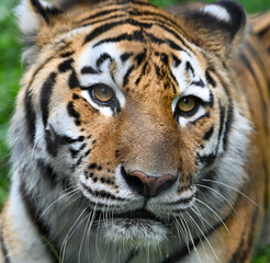portrait of a tiger