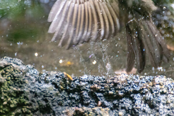 Ala de pájaro en vuelo
