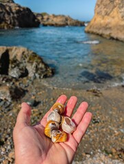 Hand holding seashells by a rocky beach