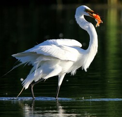 Great Egret with a Fish