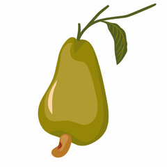 illustration of a cashew fruit,vector cashew fruit with leaves,hand drawn cashew fruit