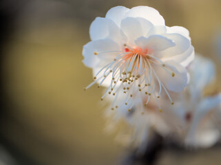 晴れた3月に咲いた美しい白い梅
