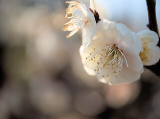 晴れた3月に咲いた美しい白い梅