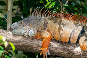 Iguana is a genus of herbivorous lizards that are native to tropical areas of Mexico, Central...