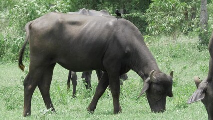 An Unforgettable Moment in the Wild - A Bull and a Bird's Interaction