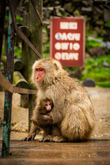 Mother monkey protecting her baby in Japanese monkey park

