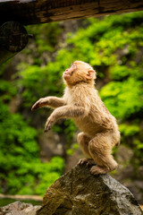 Young Japanese macaque climbing a tree branch in monkey park

