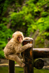 Young Japanese macaque climbing a tree branch in monkey park

