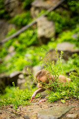 Baby Japanese macaque in Jigokudani Monkey Park, Nagano, Japan

