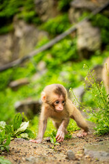 Baby Japanese macaque alone in monkey park, Japan

