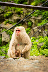 Mother monkey protecting her baby in Japanese monkey park

