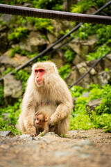 Mother monkey protecting her baby in Japanese monkey park

