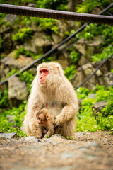 Mother monkey protecting her baby in Japanese monkey park

