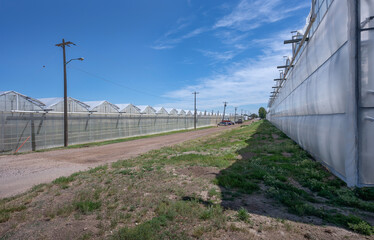 Obraz premium Row of commercial greenhouses used for growing vegetables in Redcliff, Alberta, Canada