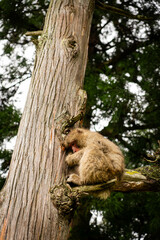 Japanese macaque perched on a tree branch in monkey park

