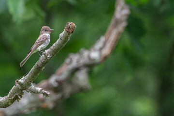 Eastern phoebe perched on a branch.