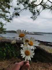 flower in hand