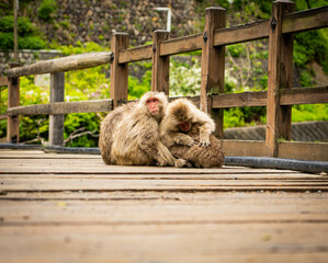 Group of Japanese macaques cuddling for warmth at Jigokudani Monkey Park, Japan

