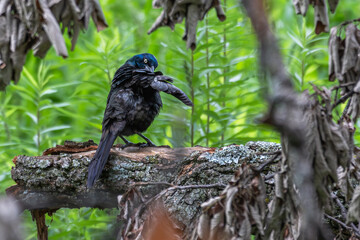 Grackle preening as it perches on a fallen tree trunk.