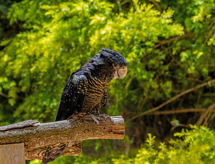 Black cockatoo on a branch