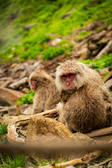 Group of Japanese macaques cuddling for warmth at Jigokudani Monkey Park, Japan

