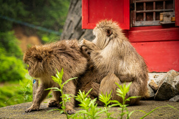 Group of Japanese macaques cuddling for warmth at Jigokudani Monkey Park, Japan

