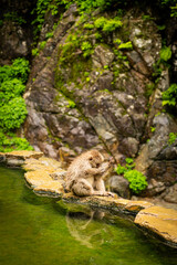 Japanese macaque sitting by natural hot spring pool at Jigokudani Monkey Park, Nagano, Japan

