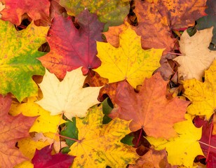 Vibrant autumn maple leaves create a colorful, natural background. A beautiful close-up of red, orange, yellow, and green foliage, perfect for seasonal designs, textures, or backgrounds.