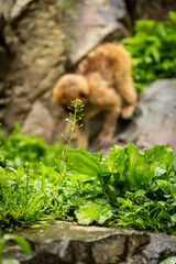 Young Japanese macaque climbing a tree branch in monkey park

