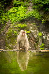 Japanese macaque sitting by natural hot spring pool at Jigokudani Monkey Park, Nagano, Japan

