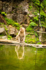 Japanese macaque sitting by natural hot spring pool at Jigokudani Monkey Park, Nagano, Japan

