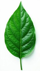 Obraz premium Intricate leaf venation, emerald green, stark white setting, white, emerald, illustration