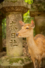 Sika deer near traditional Japanese temple in Nara Park

