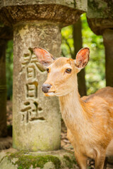 Sika deer near traditional Japanese temple in Nara Park


