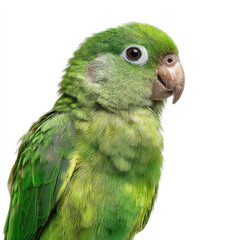 Close-up portrait of a vibrant green parrot, showcasing its detailed feathers against a white background