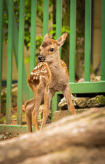 Baby sika deer in Nara Park, Japan

