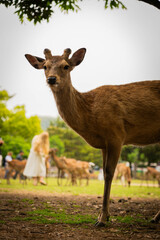 Curious sika deer standing alert in Nara Park, Japan

