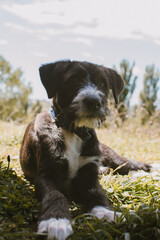 Fototapeta premium Outdoor Companion Resting