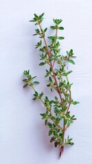 Fresh Thyme Herb: Aromatic Culinary Ingredient in Botanical Photography