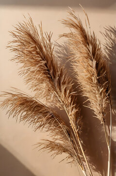 Feather resting gently on grass or sand in a natural wheat field scene