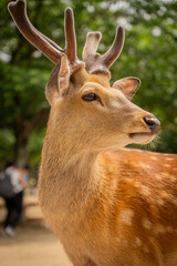 Curious sika deer standing alert in Nara Park, Japan

