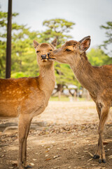 Two deer appearing to kiss in Nara Park, Japan

