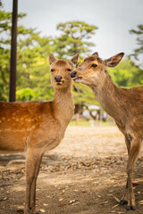 Two deer appearing to kiss in Nara Park, Japan

