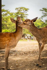 Two deer appearing to kiss in Nara Park, Japan

