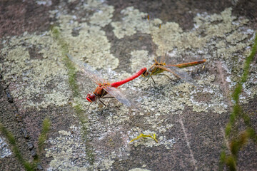 close up shot of a dragonfly in nature