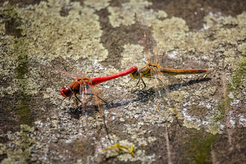 close up shot of a dragonfly in nature